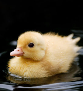 Meet your Posher, Chase